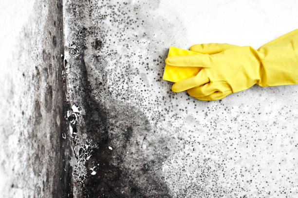 Best Certified Mold Removal  in Kelso, WA