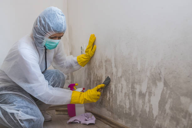 Best Emergency Mold Removal  in Kelso, WA
