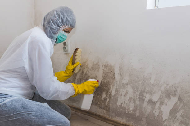 Best Mold Cleaning Services  in Kelso, WA
