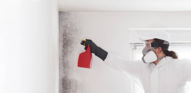 Best Mold Testing  in Kelso, WA