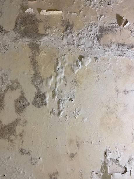 Trusted Kelso, WA Mold Removal Experts