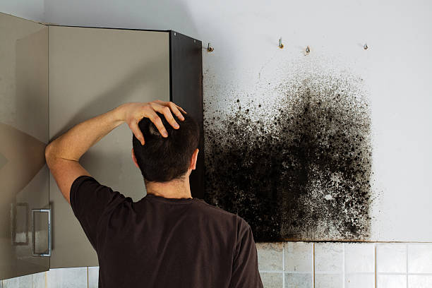 Best Fast Mold Removal  in Kelso, WA